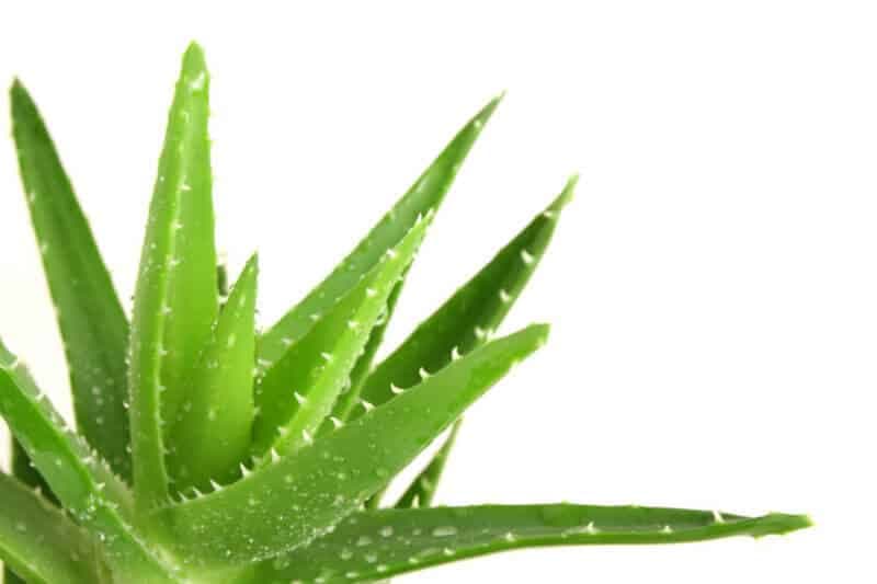 aloa vera gel