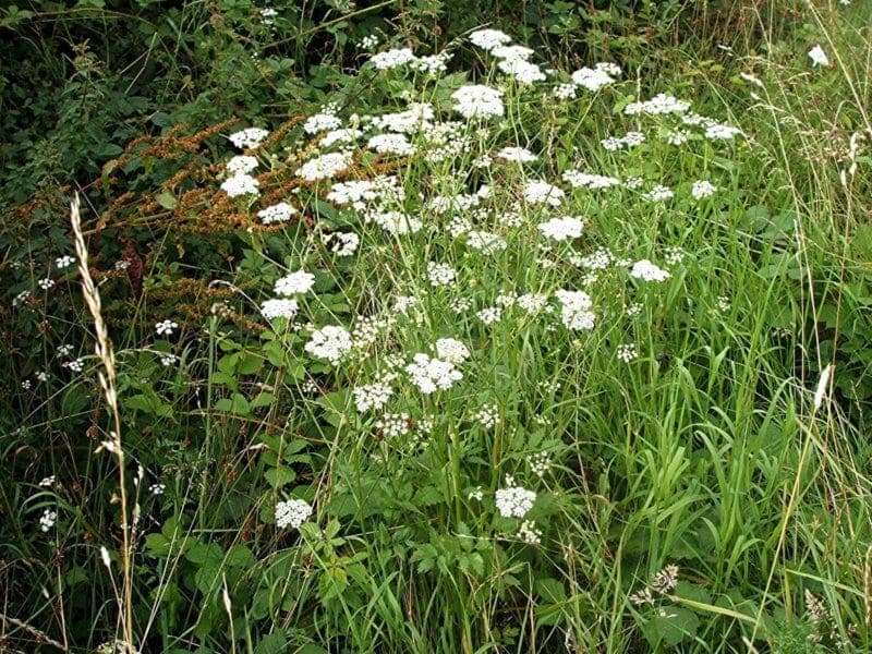 bedrenika