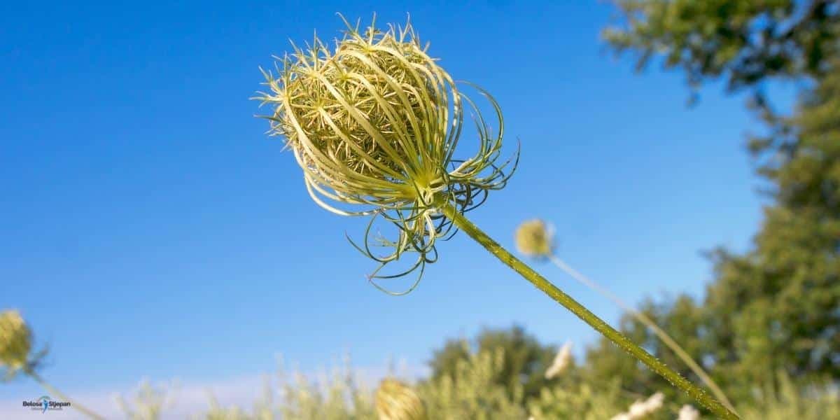 Divlja mrkva cvijet - wild carrot