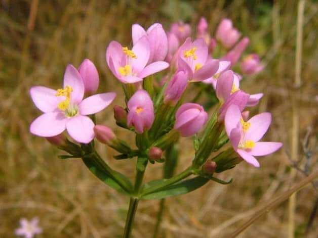 kičica