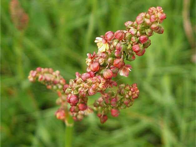 kiselica