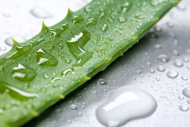 aloe vera sastav