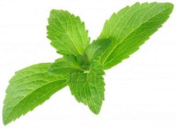 Stevia Rebaudiana