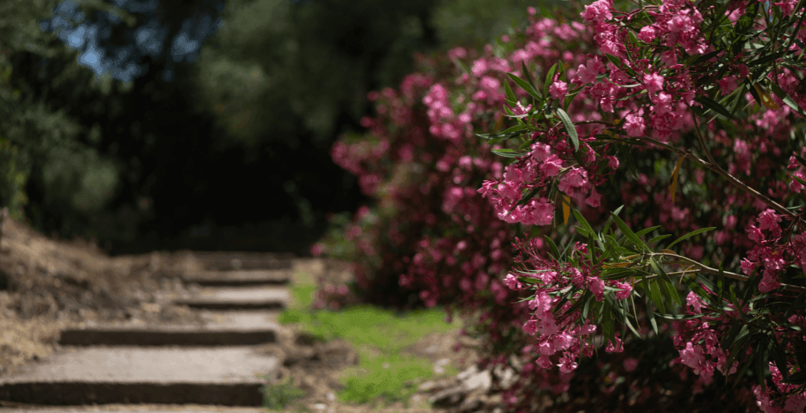oleander slike