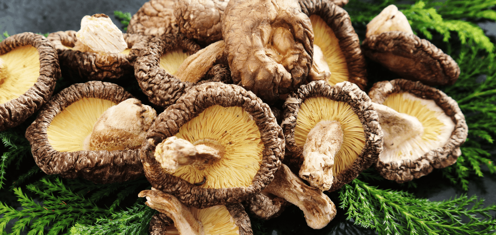 Shiitake gljive - Kako smanjenju kolesterol u krvi