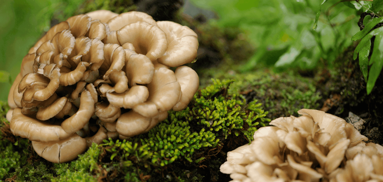 Maitake gljive - Kako pomaže kod jačanje imunološkog sustava