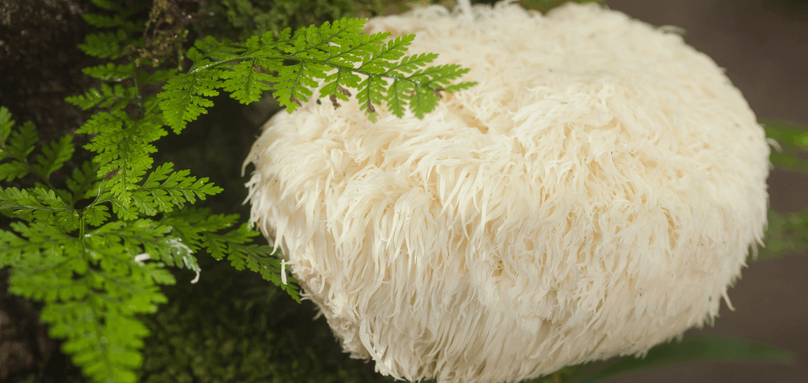 Lion's Mane