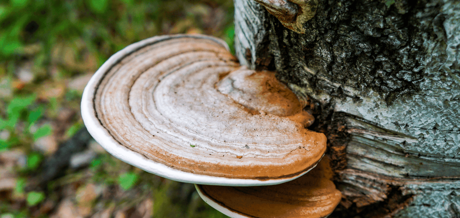 Chaga gljive - Kako mogu pomoći kod smanjenja upala?