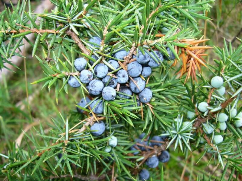 borovica