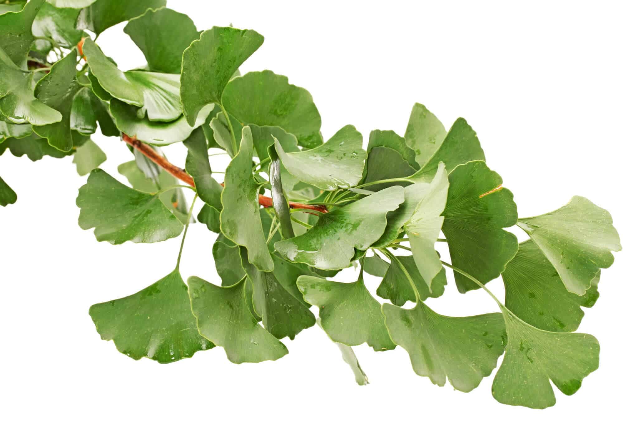 ginko