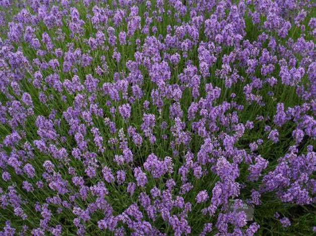 lavanda