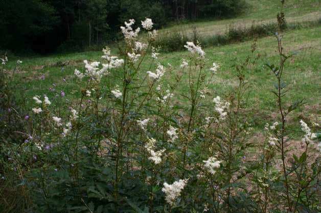 končara