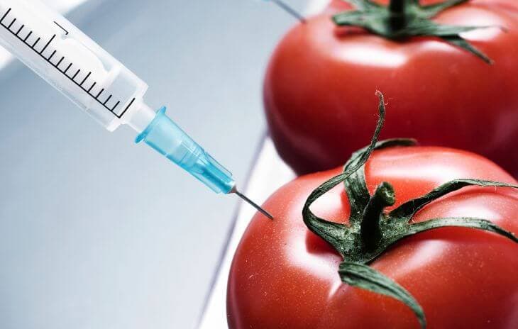 gmo hrana
