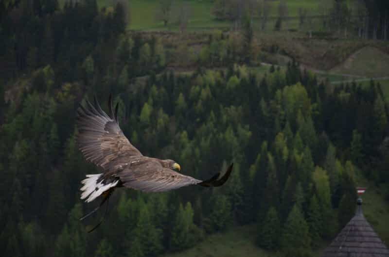 sloboda