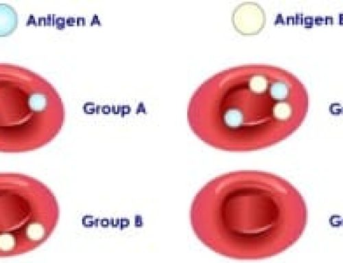 Krvna grupa B prehrana! Saznajte sve o prehrani za krvnu grupu B!