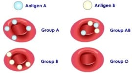 Krvna grupa B prehrana
