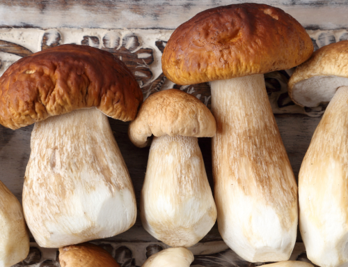 Porcini gljive – Kako mogu pomoći kod poboljšanja probave