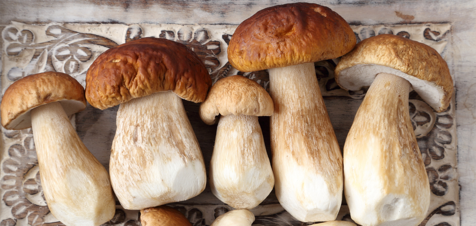 Porcini gljive - Kako mogu pomoći kod poboljšanja probave