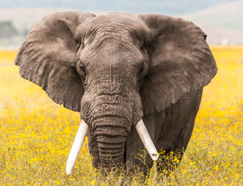 Sanjarica slonova – Snovi sa snažnom simbolikom